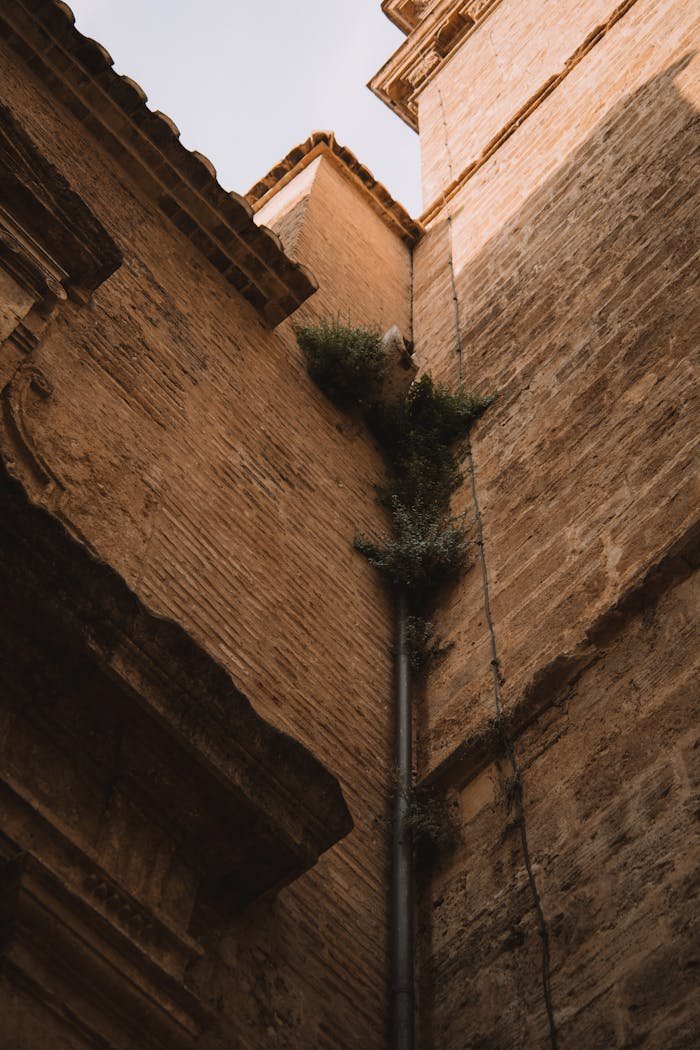 Close-up of historic brick buildings in Valencia with vegetation growing along the gutter, captured from a low angle.